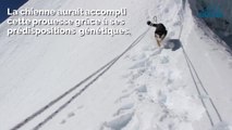 Un chien errant gravit l'un des sommets de l'Himalaya