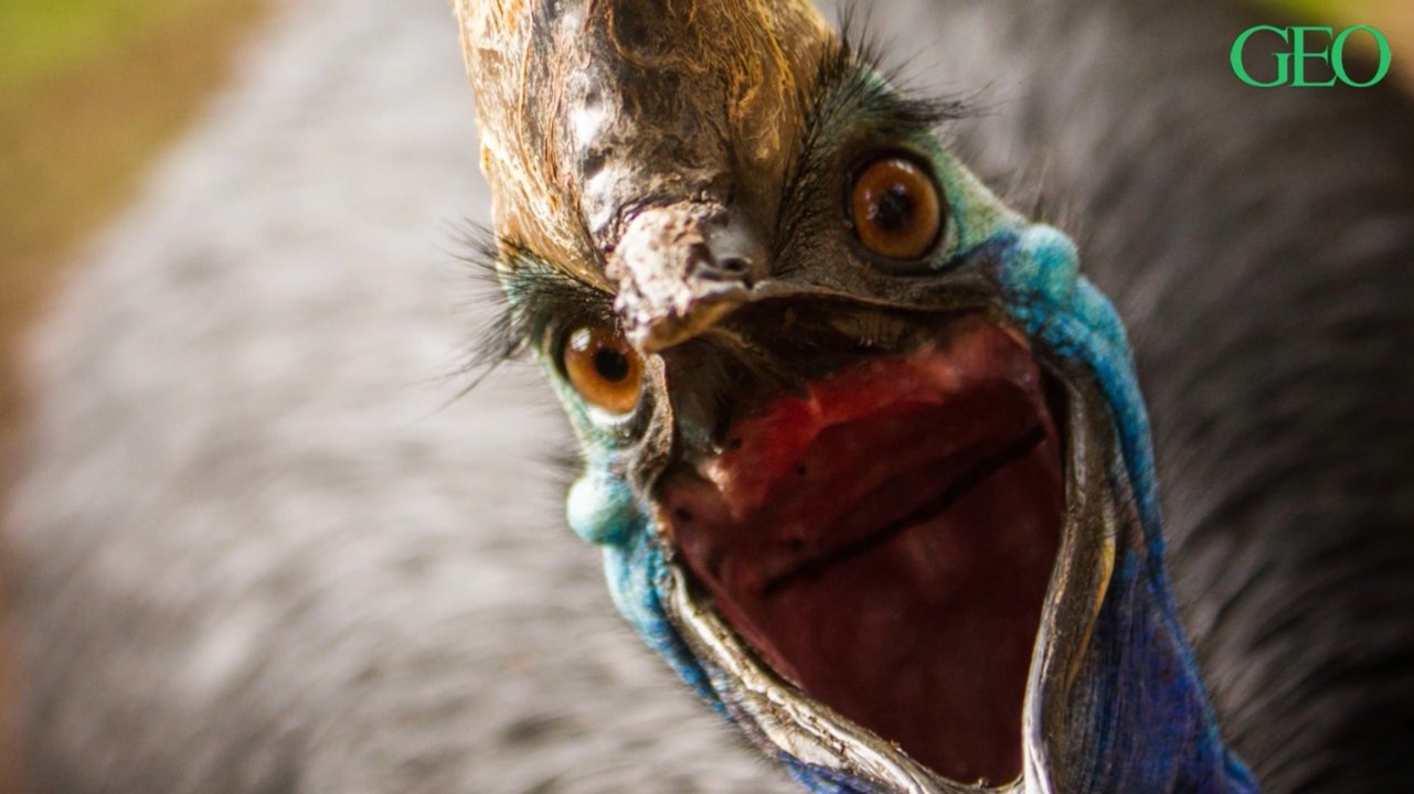 Le casoar est considéré comme l'oiseau le plus dangereux au monde... Voici pourquoi