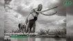 Ce photographe a immortalisé un éléphant aux défenses incroyables