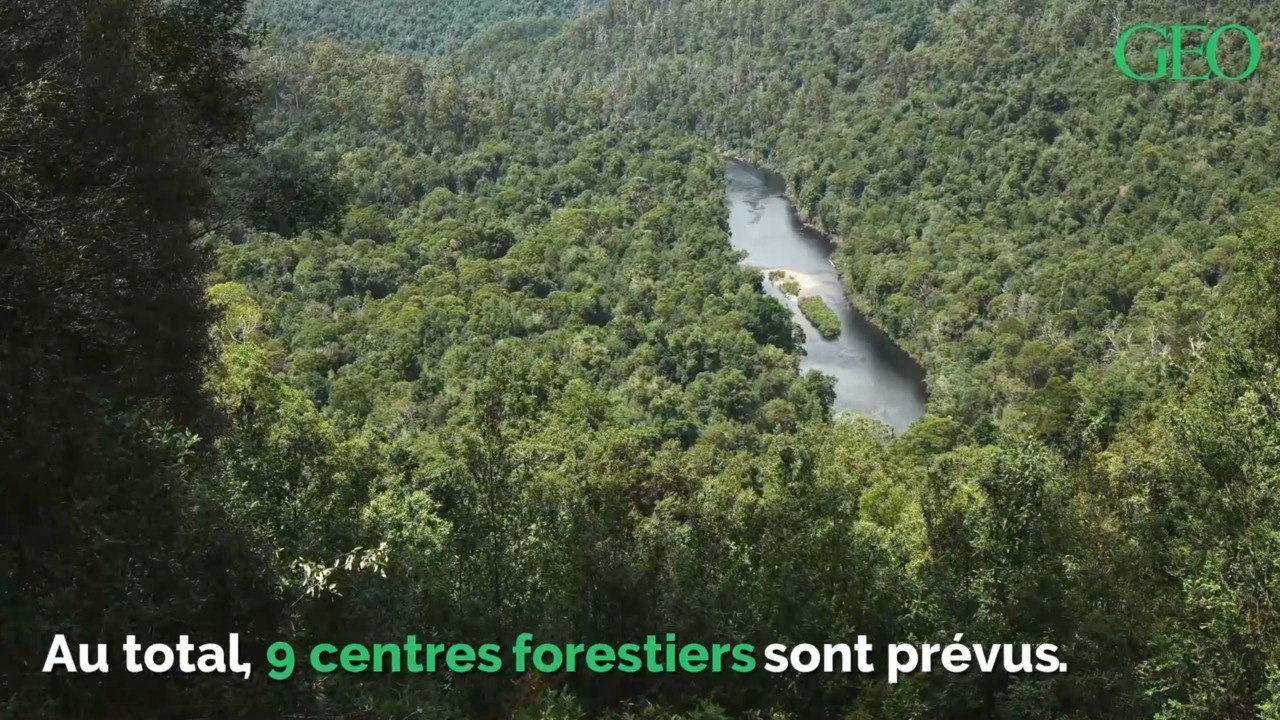 L'Australie veut planter un milliard d'arbres d'ici 2050... Voici pourquoi
