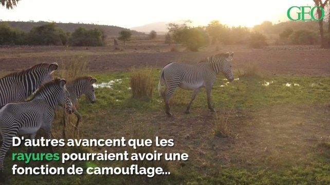 Pourquoi les zèbres ont-ils des rayures ?