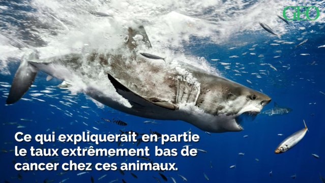 Longévité, résistance au cancer... D'où viennent les superpouvoirs des grands requins blancs ?