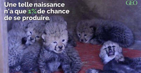 États-Unis : un zoo annonce la naissance de guépards septuplés