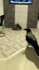 Crow Assists in Express Money Transfer