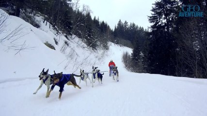 À la découverte des chiens de traîneau, ces sportifs de haut-niveau