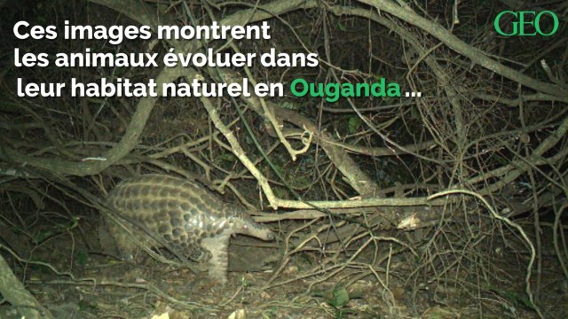 Un zoo dévoile des images rarissimes de pangolins géants en Ouganda