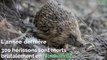Normandie : des centaines de hérissons morts sans explication
