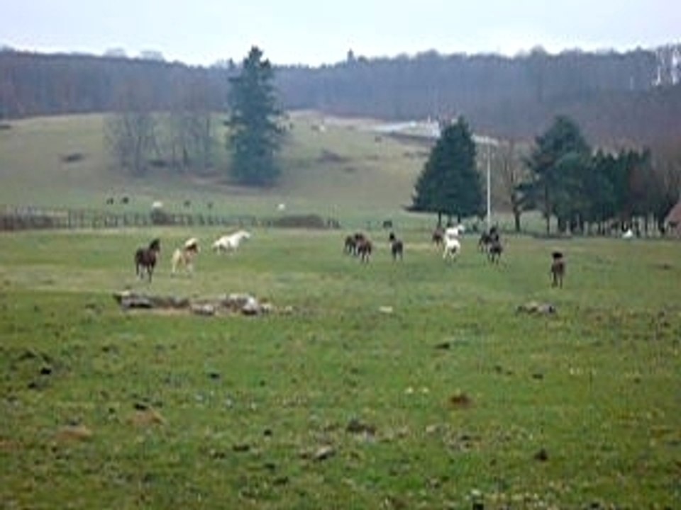 le troupeau au galop