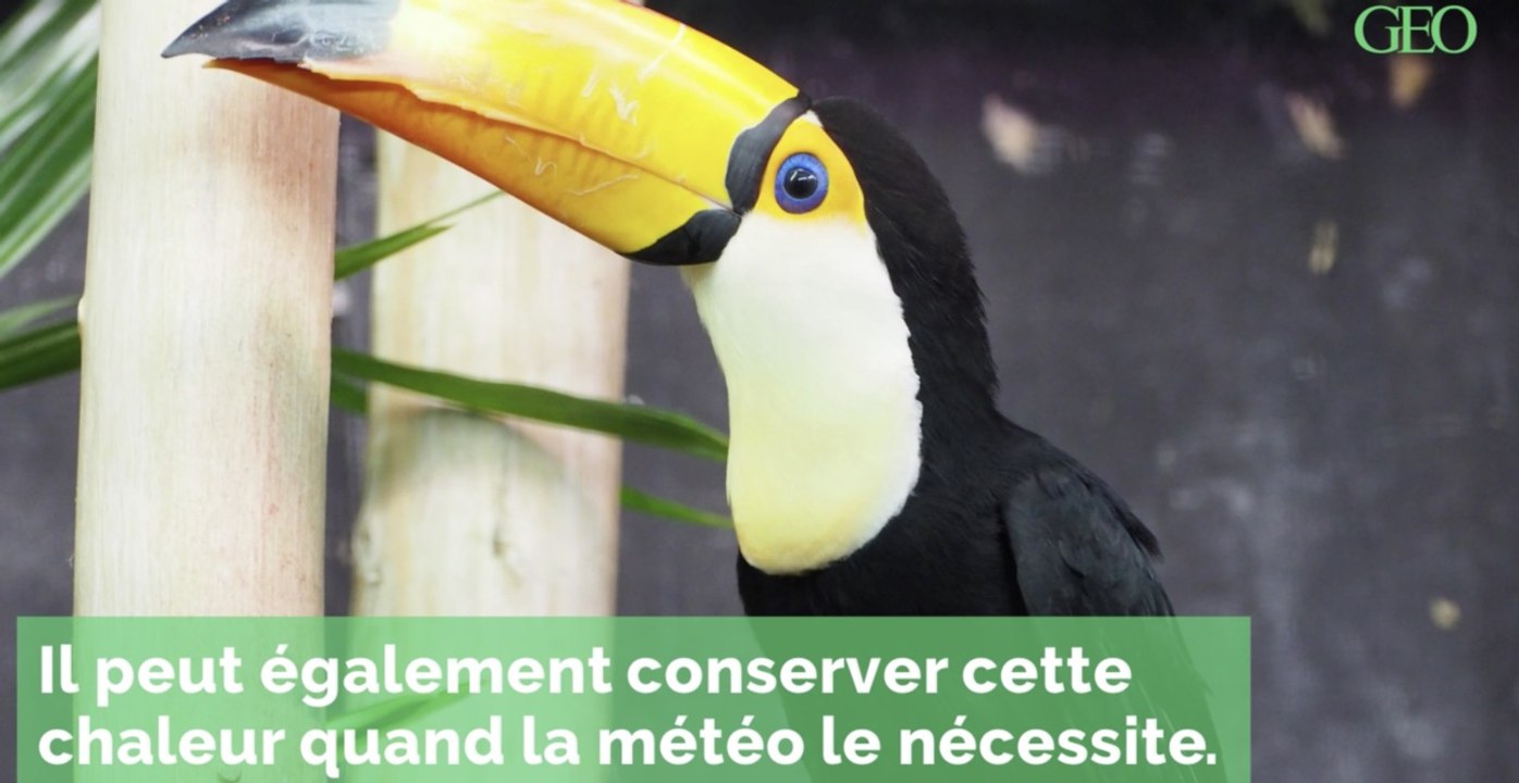 Ces oiseaux au bec remarquable
