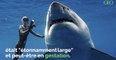 Hawaii : des plongeurs ont nagé avec un gigantesque requin blanc