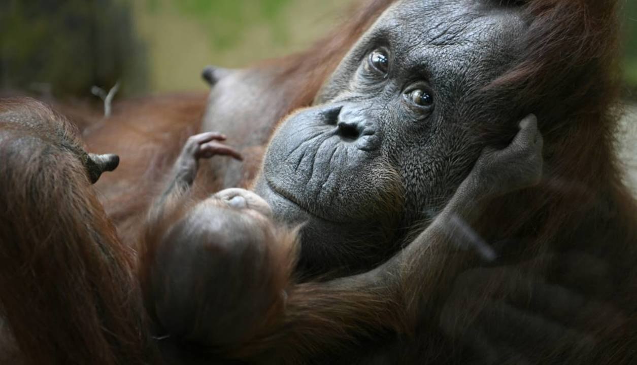 Naissance d'un bébé orang-outan au Jardin des Plantes à Paris