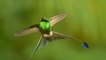 Extrait d'Un nouveau jour sur Terre : un colibri en Equateur [GEO]