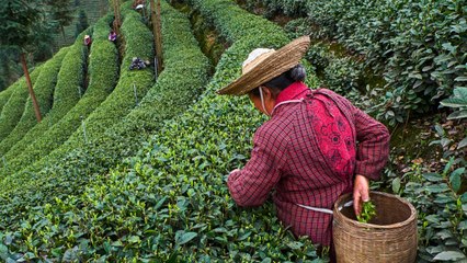 Trois choses que vous ne saviez pas sur le thé [GEO]