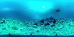 À Tahiti, plongée avec les requins [GEO 360°]