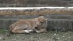 Rarissime naissance d'une bisonne blanche au zoo de Belgrade [GEO AFP]