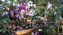 Orchidées en cascade au Jardin des Plantes de Paris [GEO]