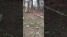 Dog Pack Plays in Giant Leaf Pile