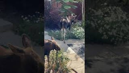 Moose Family Munch On Neighborhood Trees