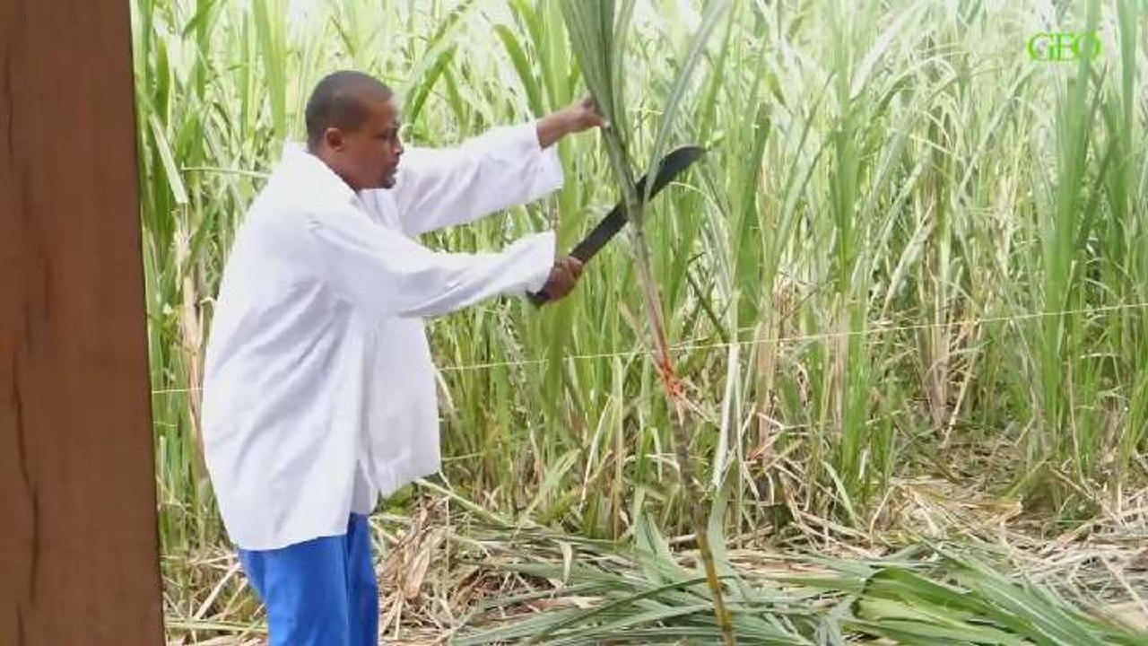 La canne à sucre en Martinique : de l'esclavage à nos jours [GEO]