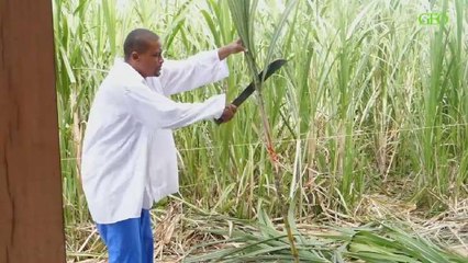 La canne à sucre en Martinique : de l'esclavage à nos jours [GEO]