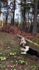 Dog Pack Plays in Giant Leaf Pile