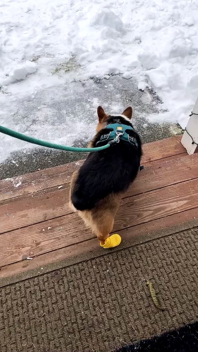 Corgi Disapproves of Birthday Walk Booties