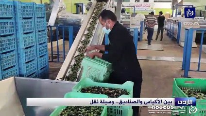 بين الأكياس والصناديق وسيلة نقل الزيتون تتحكم في جودة الزيت