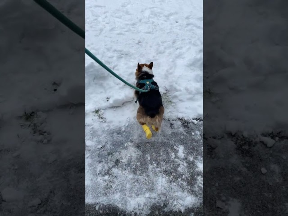 Corgi Disapproves of Birthday Walk Booties