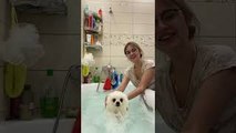 Pomeranian Swims in the Bathtub