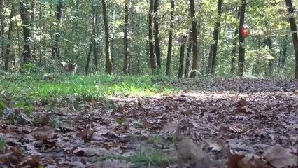 Ormanya sonbahar manzaralarıyla ziyaretçi akınına uğruyor