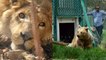 Irak: Simba le lion et Lula l'ours évacués du zoo de Mossoul