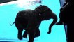 Un aquarium pour éléphants dans un zoo thaïlandais