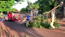 Bombeiros realizam corte de árvore que atingia fiação elétrica no Cascavel Velho
