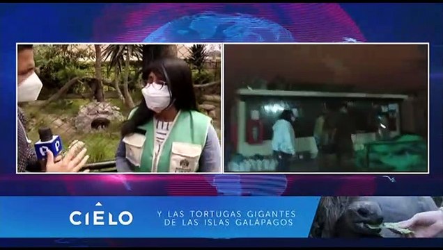 Tras el caso del zorro “Run Run”: especialista recomienda no comprar animales silvestres