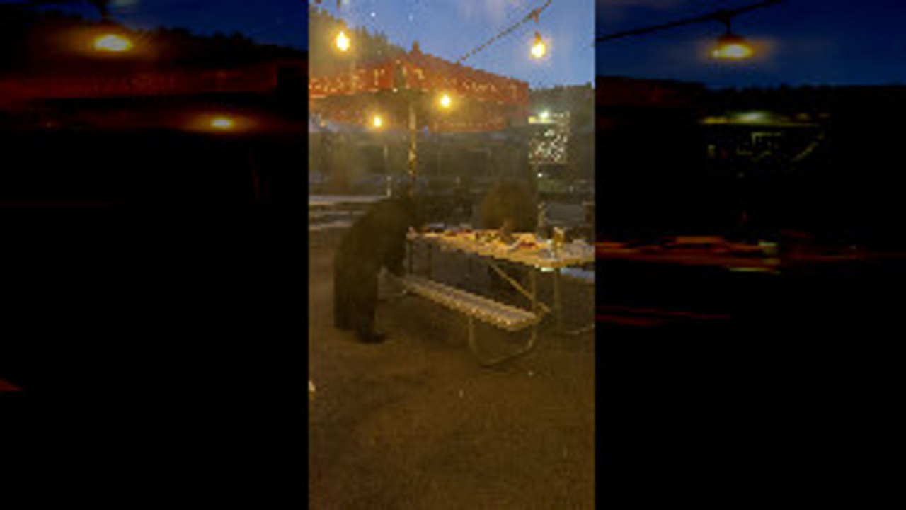 Bears Beat Busser To Outdoor Buffet