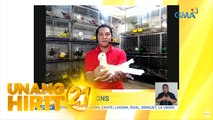 Unang Hirit: Fancy pigeons, trending bilang pets!