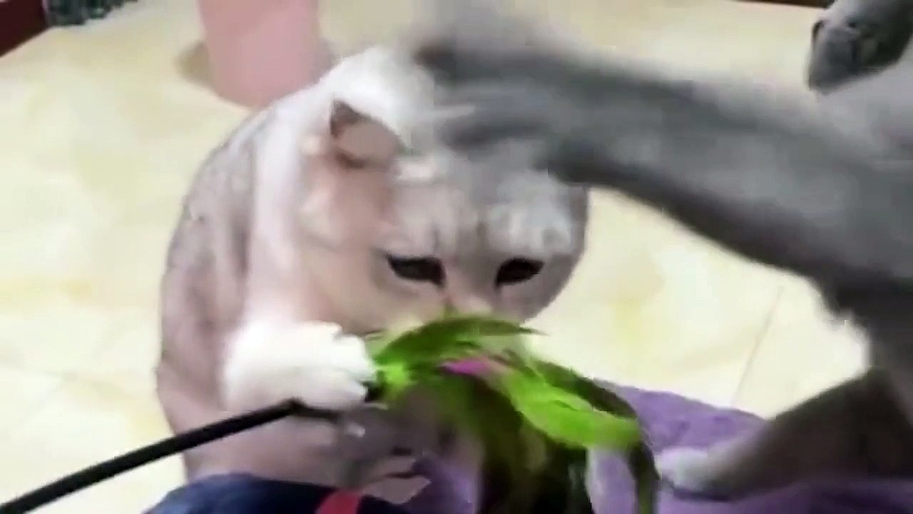 funny animal