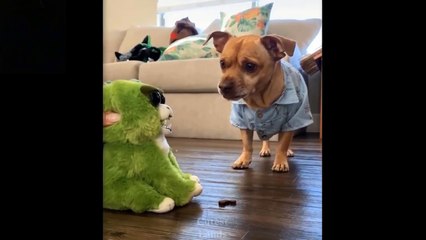 Cute And Funny Pets | Try Not To Laugh To These Pets Compilation #7 Cutest Lands - Pets Lovers