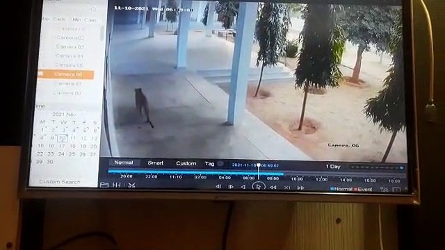 चार हजार छात्र- छात्राओं वाले कॉलेज में घुसा पैंथर, मची दहशत