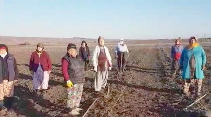 Tarlada çalışan işçilerden Ata'ya saygı