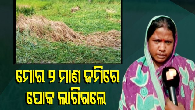 Chakada Pests Damage Paddy Crop In Bhadrak & Balasore District