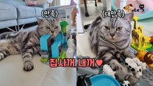 꼬마 집사 장난감이 마음에 든 고양이 '자리 잡고 요지부동'