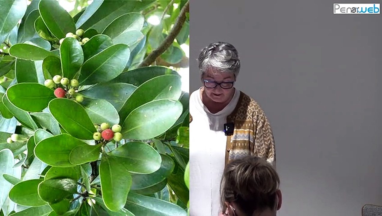 Aromathérapie par Dominique Lousse
