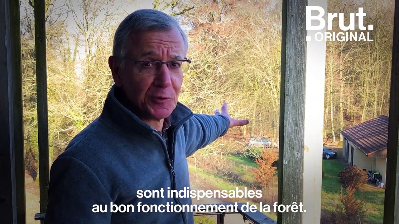 Les liens étroits entre arbres et champignons