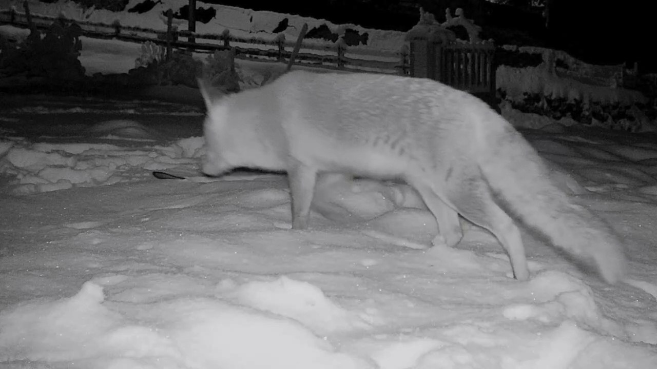Janvier 2021, Haute-Loire.