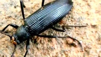 Beetle Superworm or Zophobas (Zophobas morio )  beetle