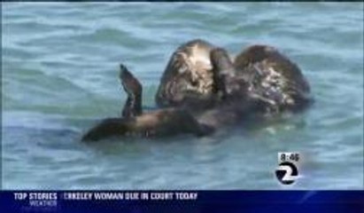 Sea Otter Population Down