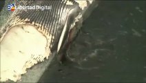 Alrededor de 30 tiburones devoran una ballena muerta en Australia