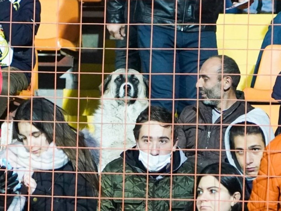 Sportfoto des Jahres? Hund genießt Deutschland-Spiel auf der Tribüne