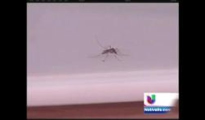 Crece la preocupación por el Virus del Nilo